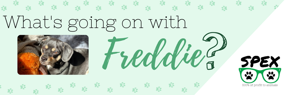 What's going on with Freddie?