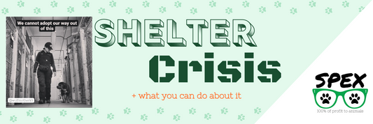 Shelter Crisis + what you can do